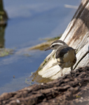 Louisianna Waterthrush 1785
